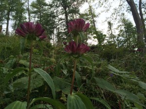 2014-08-15 Pannonischer Enzian groß