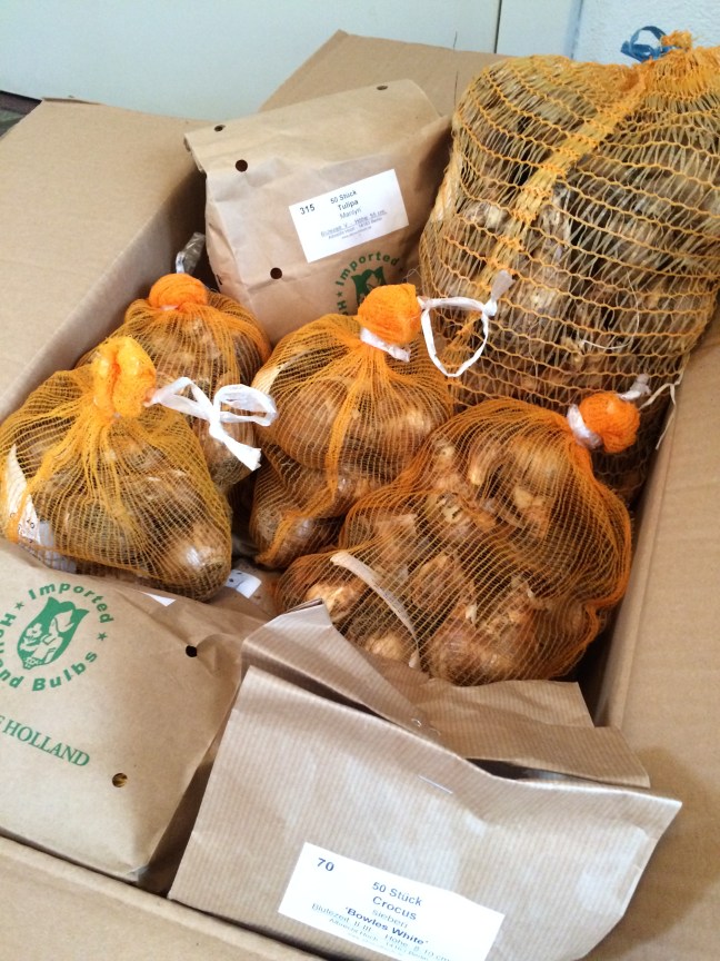 Tulpen- und Narzissenzwiebel