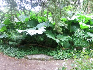 Gunnera