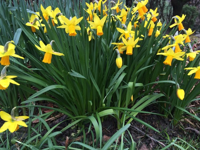 Narzisse3