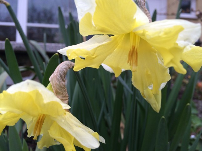Narzisse5