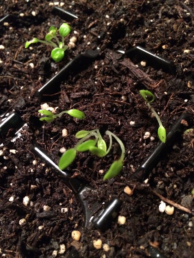 Eisenhut Pflänzchen